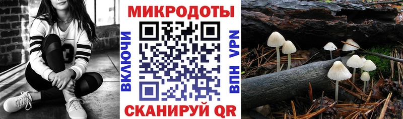 как найти   Дубовка  Галлюциногенные грибы Cubensis 
